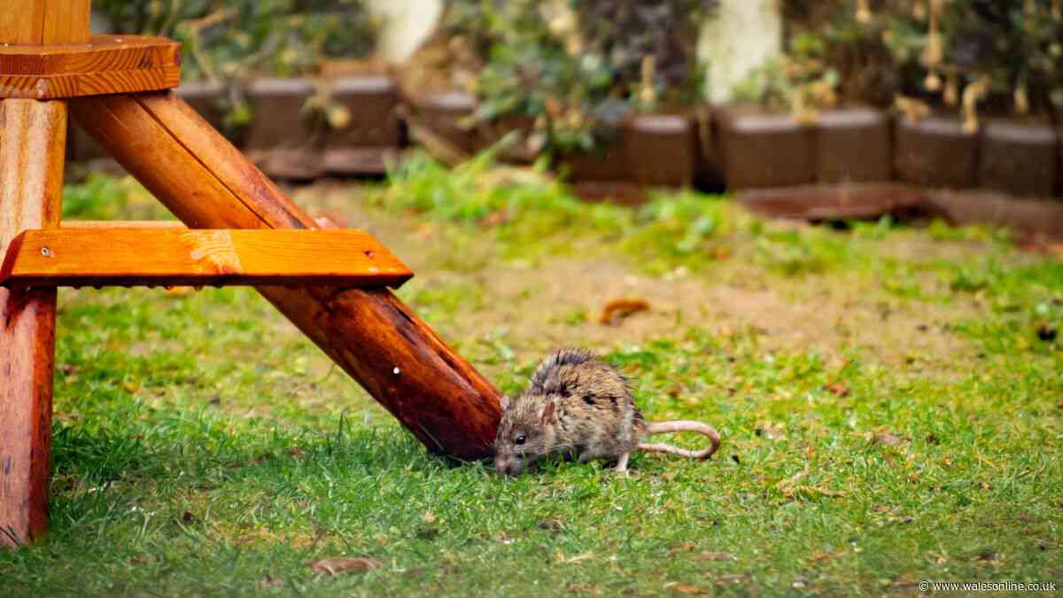 Keep rats away from your garden by adding 3 plants they hate
