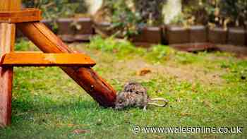 Keep rats away from your garden by adding 3 plants they hate