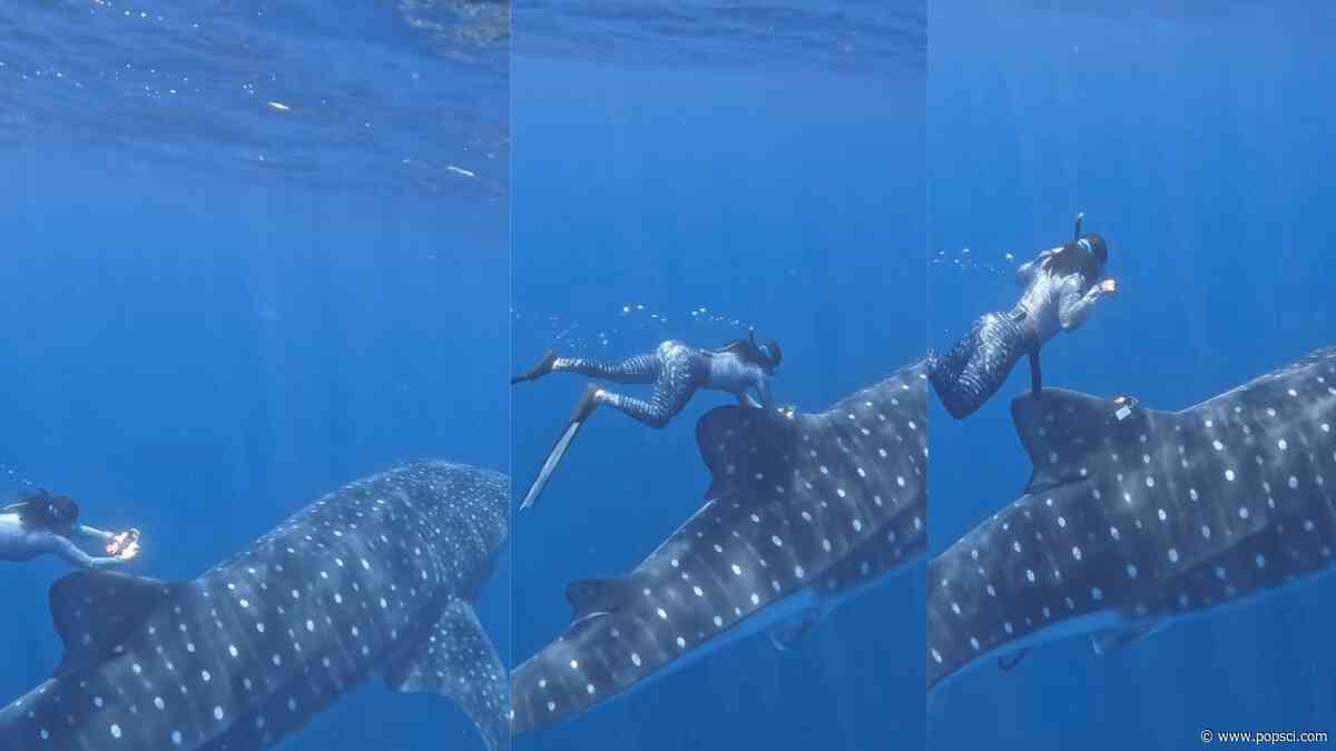 How do you tag the world’s biggest fish? Fins and flexibility.