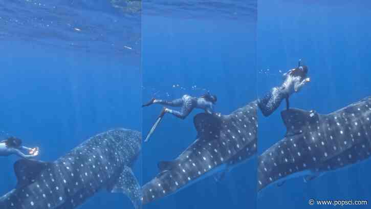 How do you tag the world’s biggest fish? Fins and flexibility.