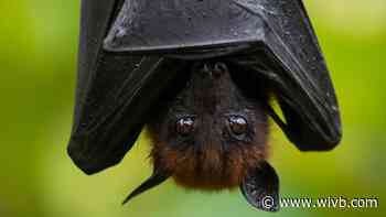 Rabies case confirmed in NT involving bat encounter