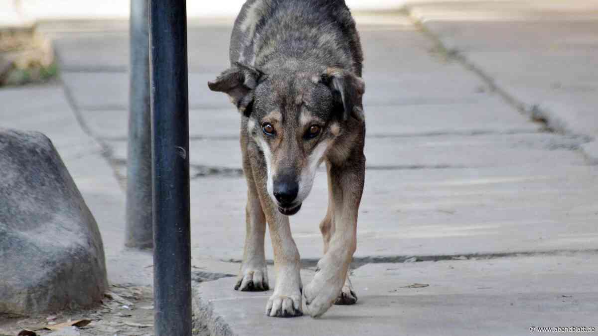 Nennt Tierärztin „Mörderin“: Mann soll kranken Hund sich selbst überlassen haben