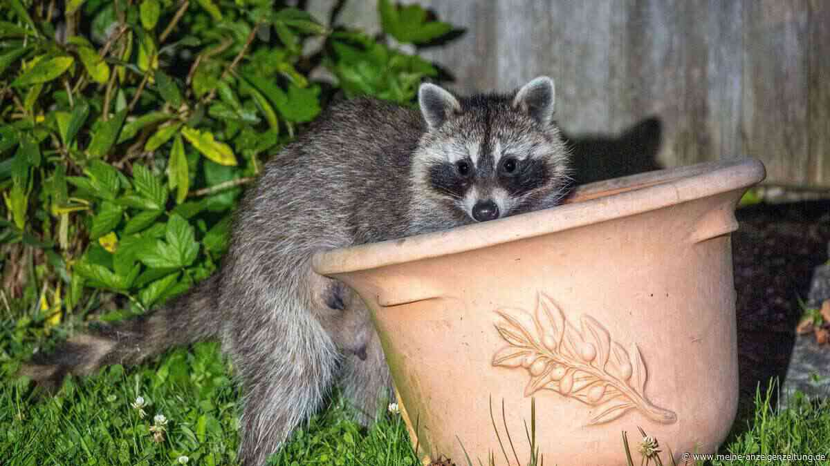 Kot-Spuren im Garten: Hinterlassenschaften von Waschbär unbedingt entfernen