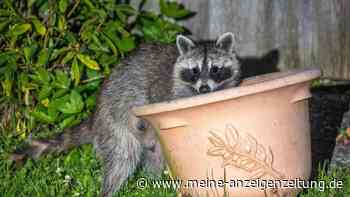 Kot-Spuren im Garten: Hinterlassenschaften von Waschbär unbedingt entfernen