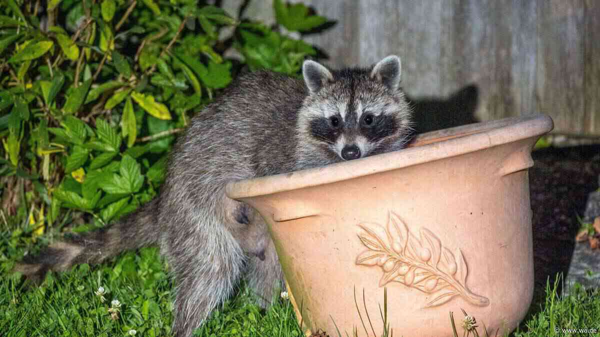 Kot-Spuren im Garten: Hinterlassenschaften von Waschbär unbedingt entfernen
