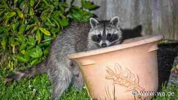 Kot-Spuren im Garten: Hinterlassenschaften von Waschbär unbedingt entfernen