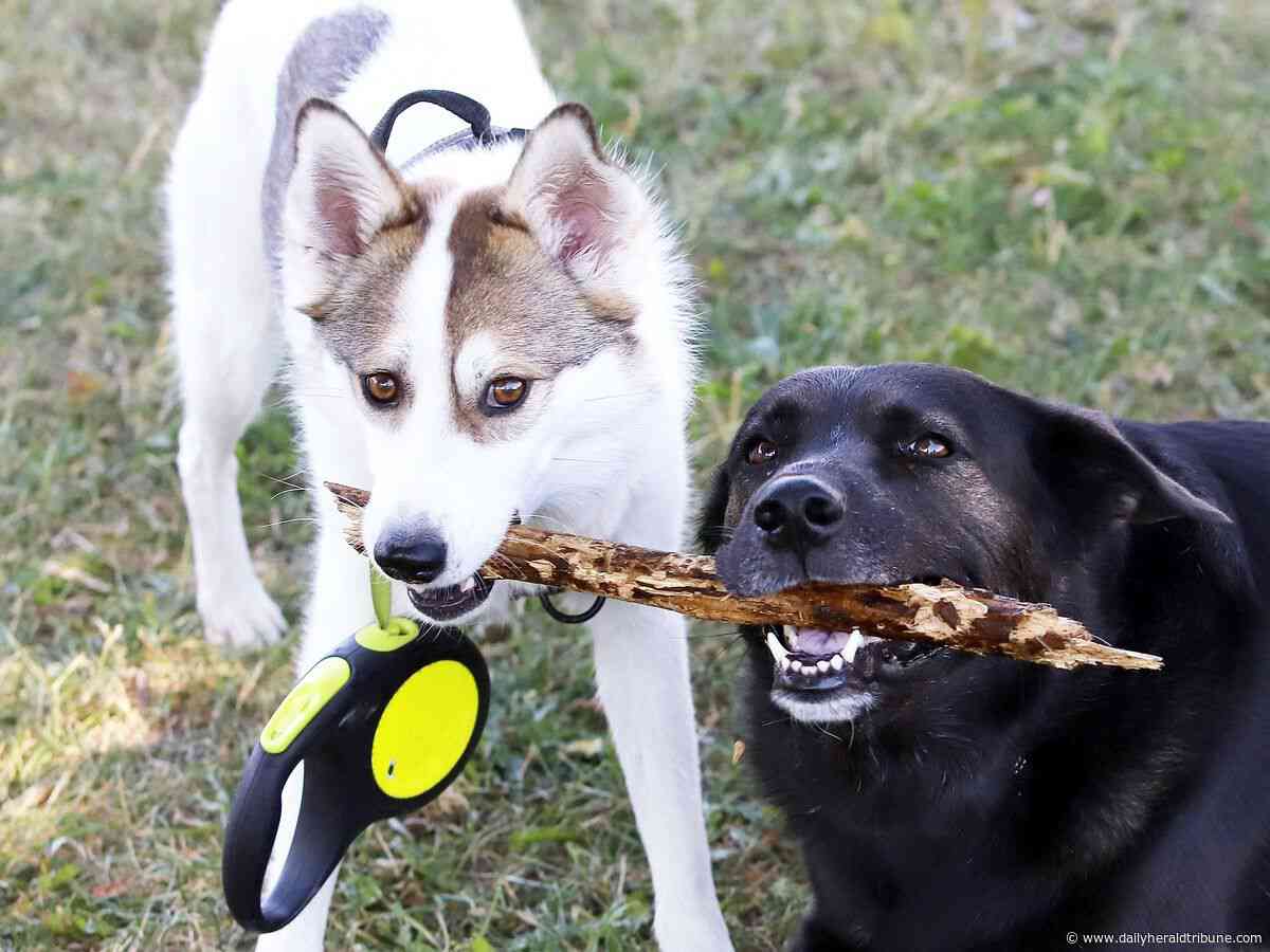 Paws for answers: Dawson Creek cancels pet licensing, animal bylaw Q&A