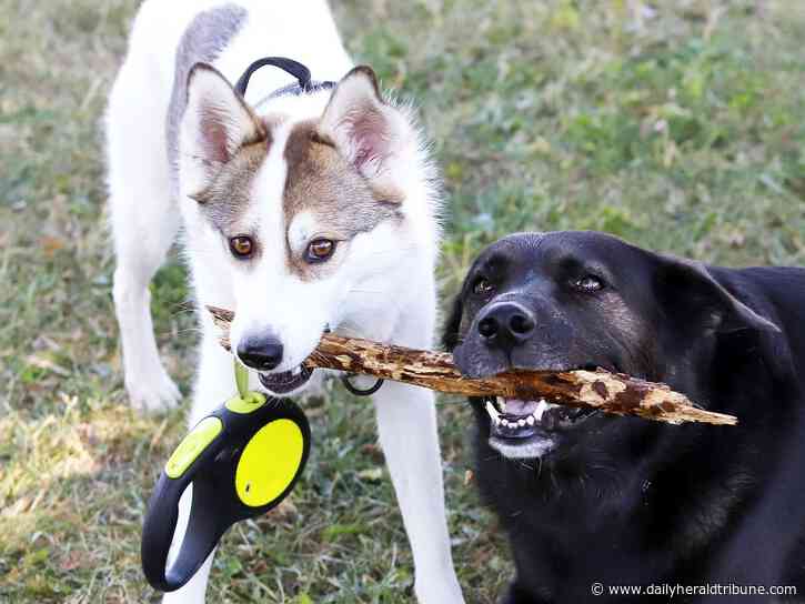 Paws for answers: Dawson Creek cancels pet licensing, animal bylaw Q&A