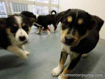 Charges pending after 97 dogs rescued from northern Alberta home