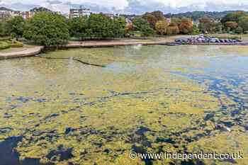 Picturesque boating lake in Dorset overwhelmed with green slime