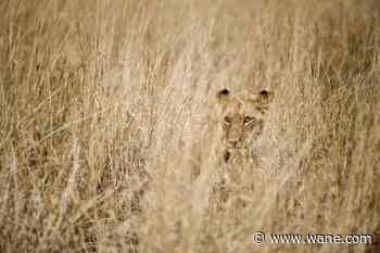 Deputies on hunt for reported lion, cub in Hancock/Madison counties