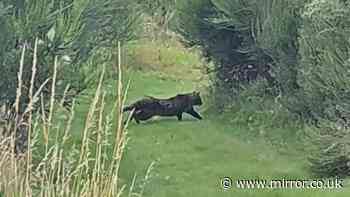 Mystery Labrador-sized 'big cat' spotted near Scottish fishing lake sparking fierce debate