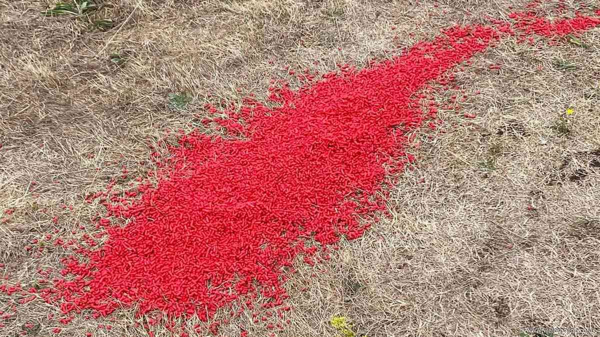 Hundreds of mysterious red pellets removed from Llanelli park