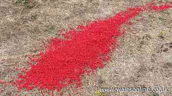 Hundreds of mysterious red pellets removed from Llanelli park