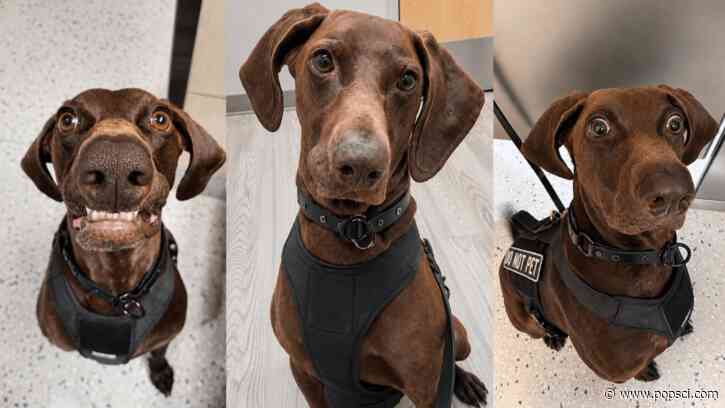 Say hello to the TSA’s Cutest Canine of 2026