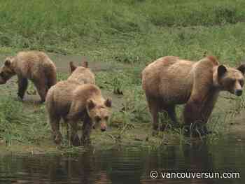 B.C. conservation officers kill grizzly bear after frequent visits to Christina Lake campsite, beaches