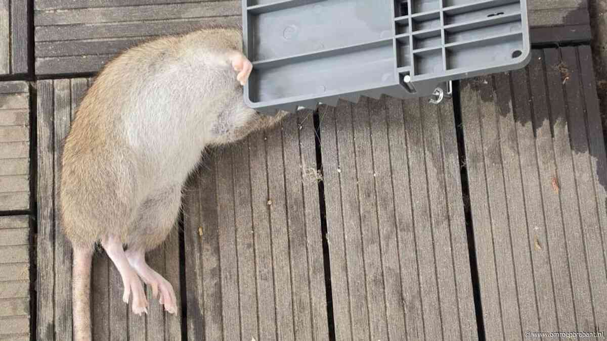 Rattenplaag in woonzorgcomplex: NVWA geeft waarschuwing om slechte hygiëne