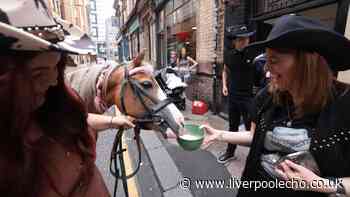 Pony pints at Liverpool pub to mark 100th anniversary of death of famous donkey