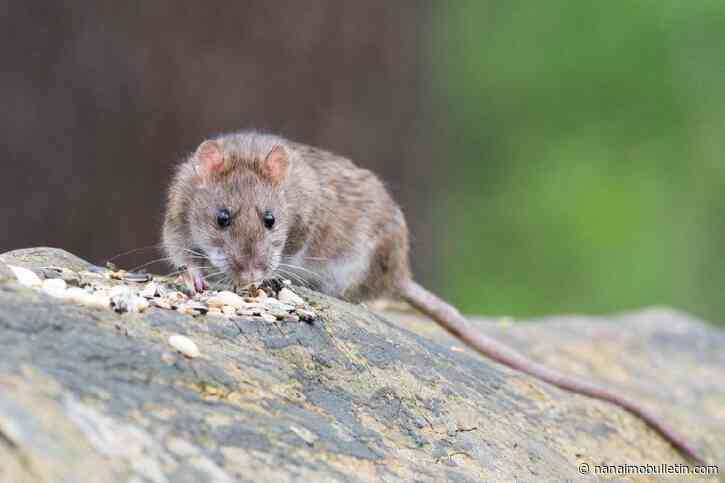 Overrun with rats, B.C. woman issued court order for pest control
