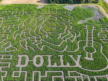 Aww, shucks: Farm east of Edmonton pays tribute to Dolly Parton with corn maze