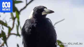 These are the animals bird flu has already hit in Australia