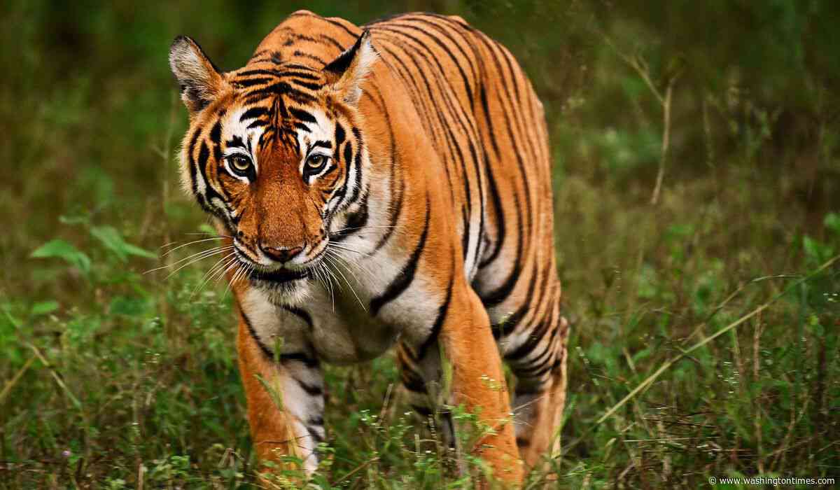 Mexico's raids on fuel smugglers turn up 135 exotic animals