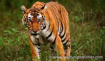 Mexico's raids on fuel smugglers turn up 135 exotic animals
