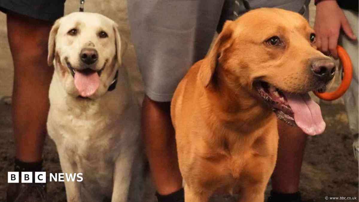 Twelve puppies from same litter reunited for noisy first birthday party