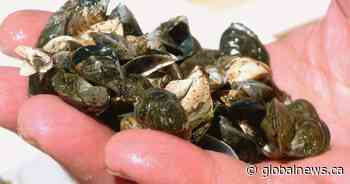 Zebra mussels found during inspection of boat in Saskatchewan provincial park