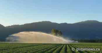 Popular Surrey potato farm has lease extended for another year