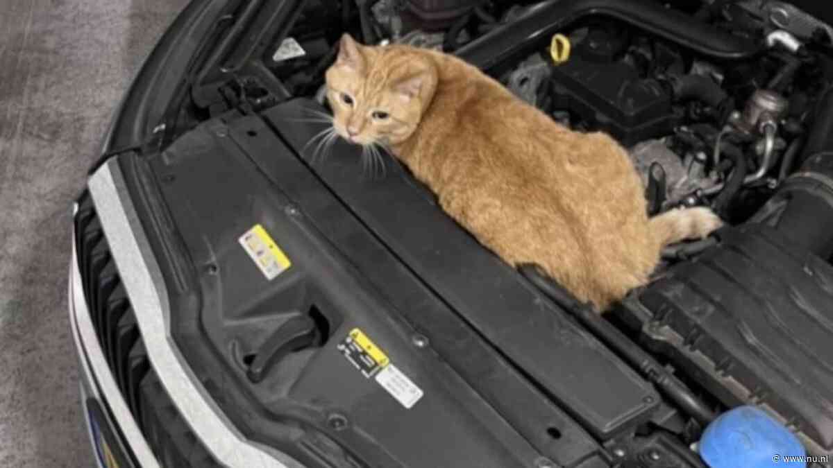 Kat reist onder motorkap van Schiedam naar Dordrecht en loopt brandwonden op