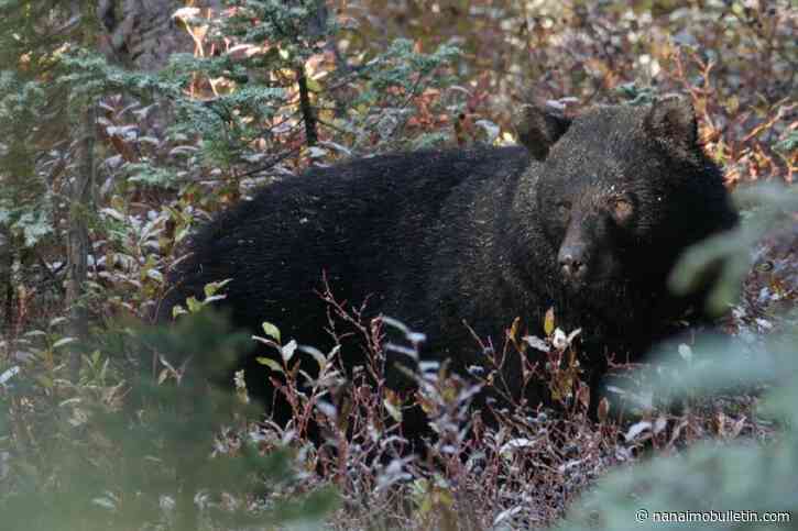 Quinsam Hatchery restricting after-hours access to help reduce human/bear conflicts