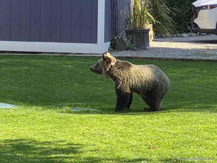 Nelson cub put down two weeks after mother and sibling