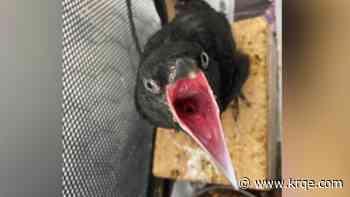 New Mexico Wildlife Center seeks game meat donations for animals in their care