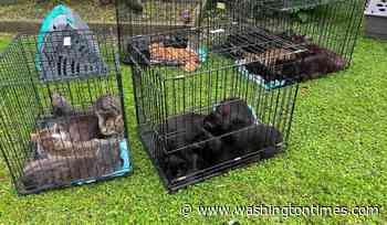 More than 100 cats rescued from Northern Cambria home after domestic dispute turns violent