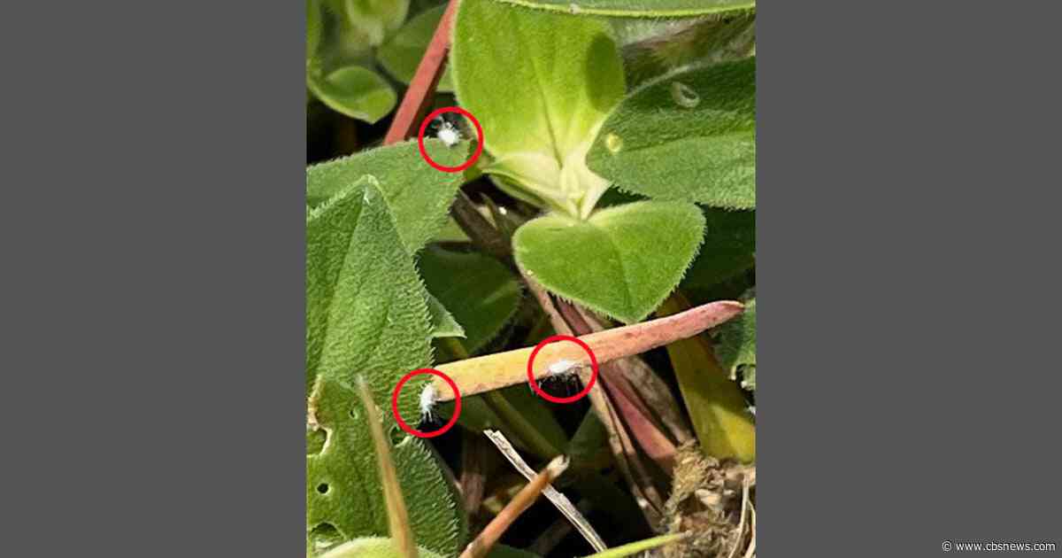 Tiny invasive insect detected for the 1st time in Georgia: "A serious threat"