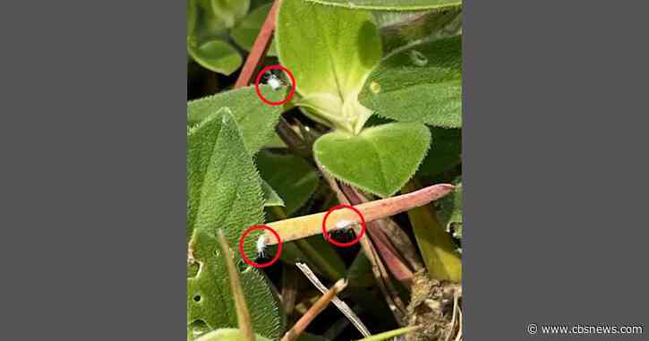 Tiny invasive insect detected for the 1st time in Georgia: "A serious threat"