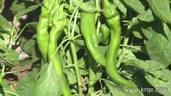 Chile Fest to be held in Albuquerque over Labor Day weekend