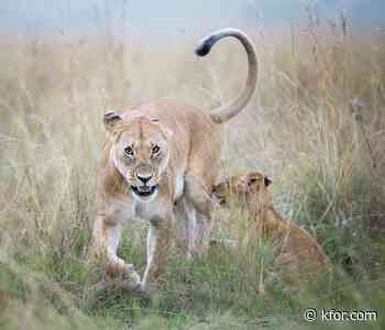 Two lions reported loose in Indiana, deputies say