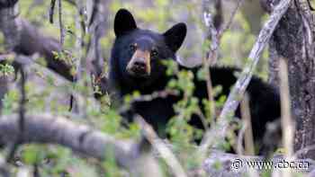 Black bear killed after getting into garbage near Calgary