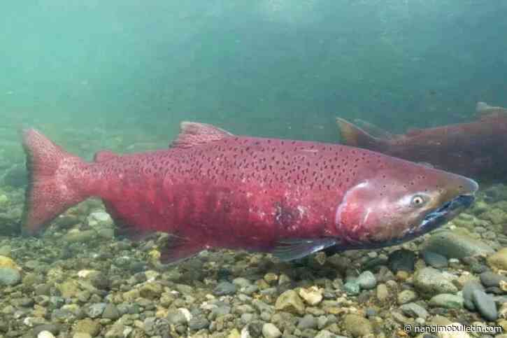 New order slashes water use to protect North Okanagan salmon amid drought