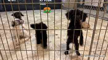 97 dogs rescued from Fort McMurray home, charges pending against owner