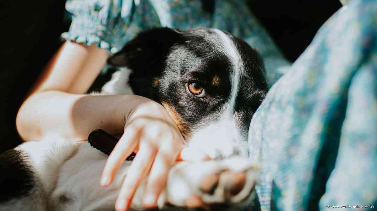 Vet's urgent advice to dog owners ahead of major September change