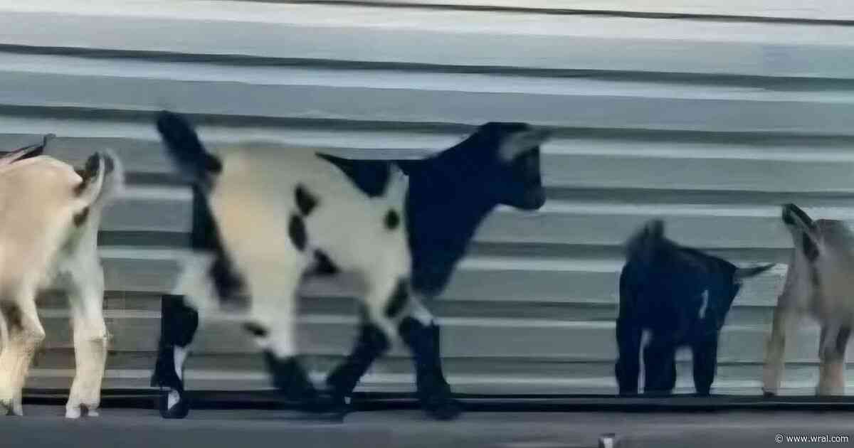Four baby goats test positive for rabies at NC petting zoo