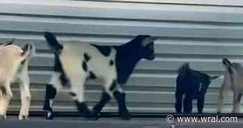 Four baby goats test positive for rabies at NC petting zoo
