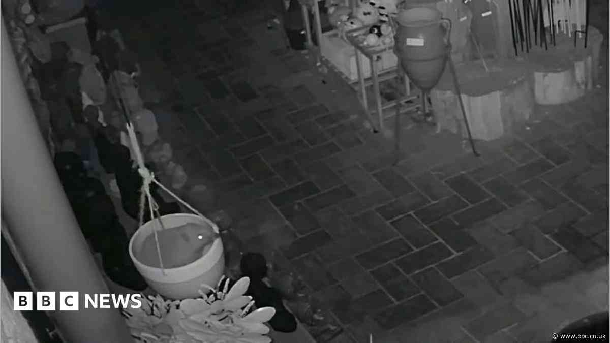 Hedgehog's overnight antics caught on shop CCTV