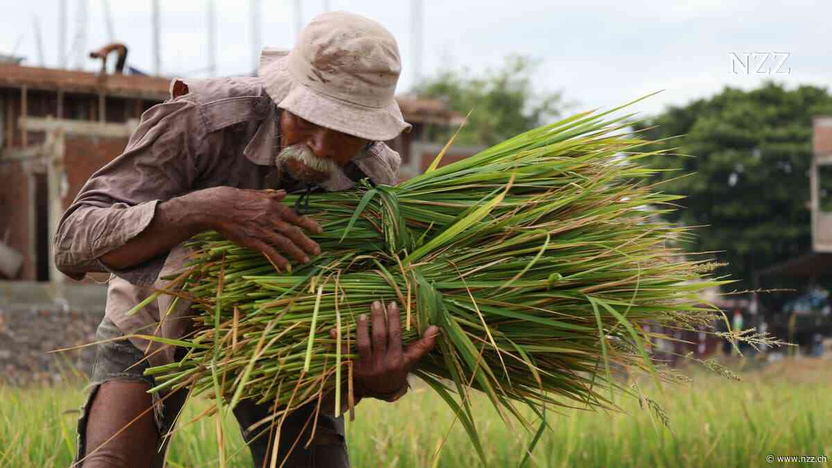 El Niño könnte diesmal so stark werden wie seit dem 19. Jahrhundert nicht mehr – das bedroht die Nahrungsversorgung