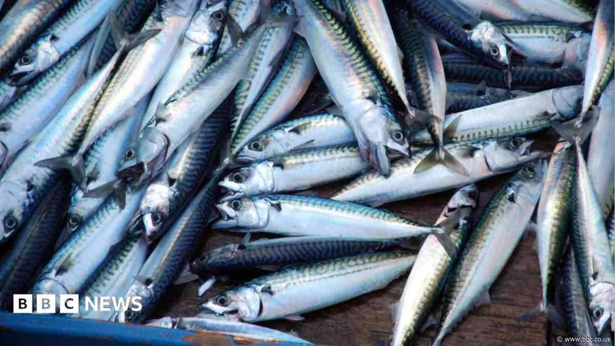 Fish company fined after worker becomes entangled in machine