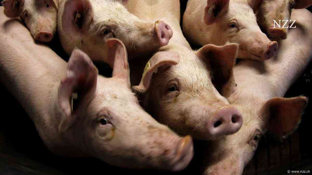 «Das alte System fährt gegen die Wand»: Darum kämpfen die Schweinezüchter in Deutschland ums Überleben
