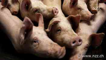 «Das alte System fährt gegen die Wand»: Darum kämpfen die Schweinezüchter in Deutschland ums Überleben